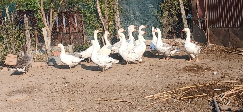 Gâște de vânzare