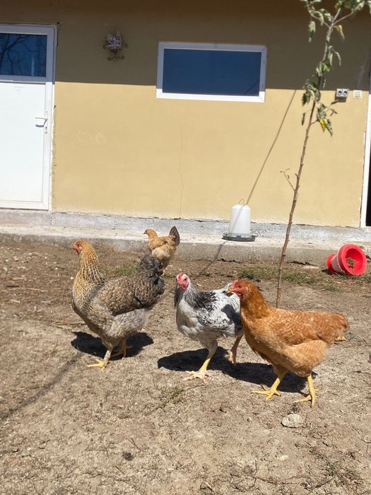 Vand puicute și cocosei