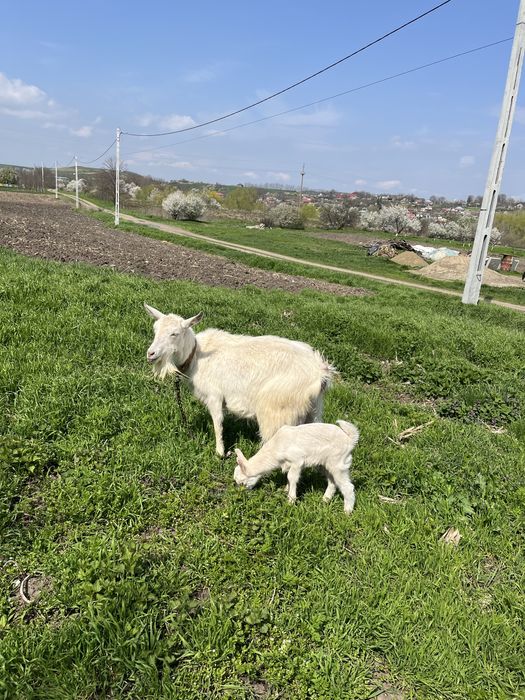 Vand capra buna de lapte cu 2 iezi