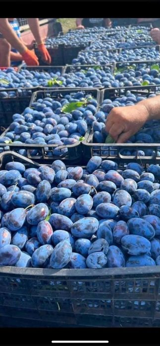 Vând prune de țuică și
