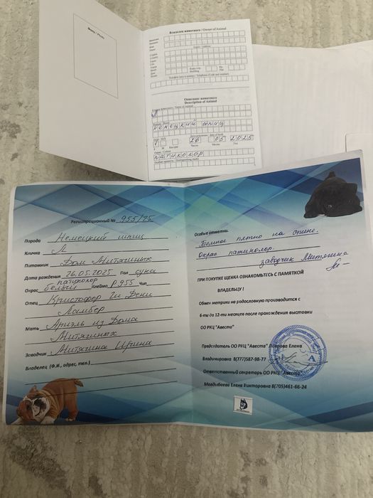 шпиц девочка белый