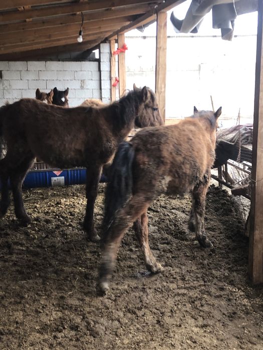 Тай шыгарлар саттылады