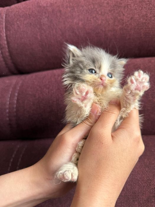Ищем дом для котят (девочки, 2 мес)