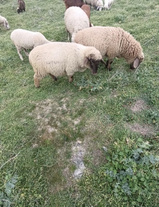 Продавам 3 овце и 2 големи ягнета 0876711445