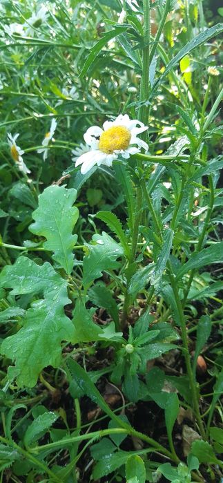 Продам саженцы дуба