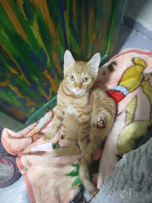Отдам котика берите