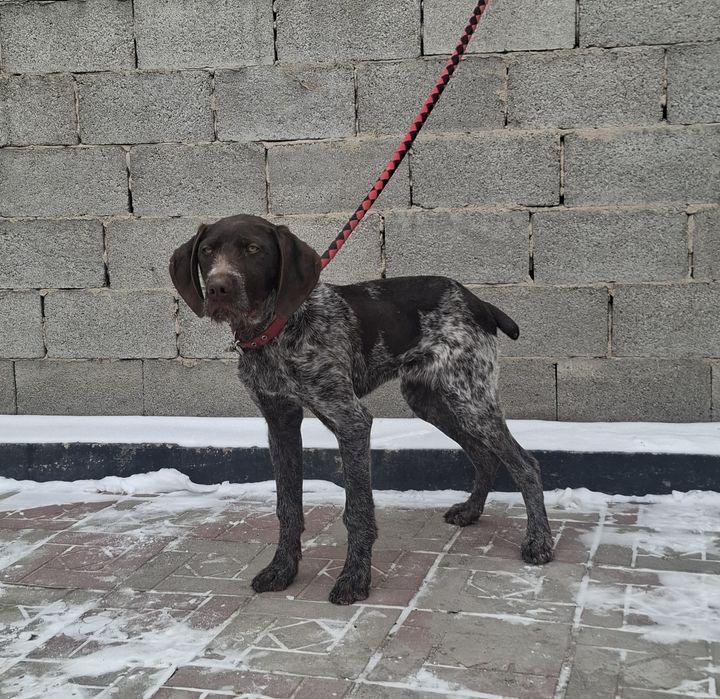 Продам щенка дратхаара