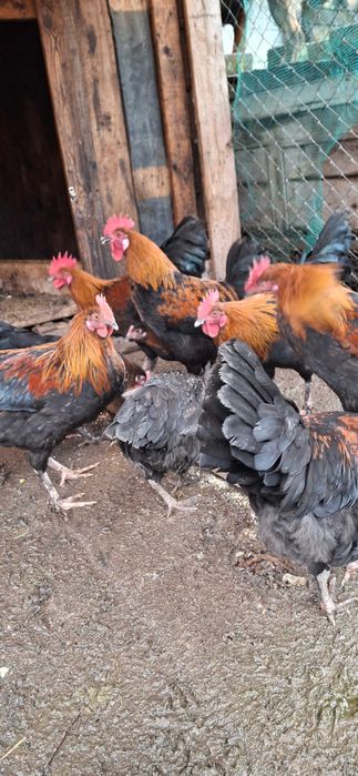 vand ou de incubat si consum