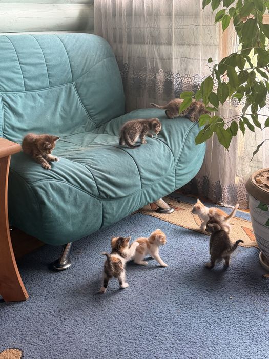 Котята в хорошие руки