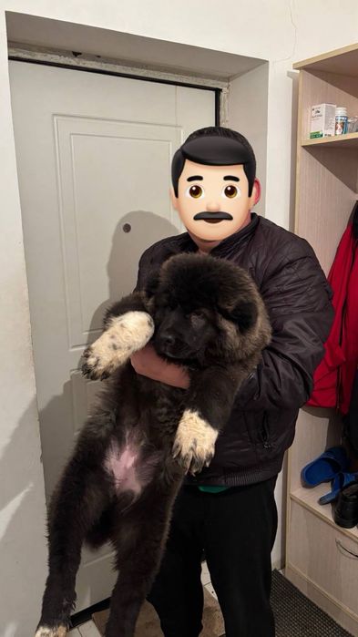 Супер тяж  тобет УРГАШЫ