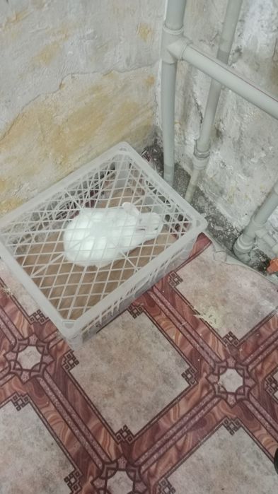 Койан сатылады домашнее