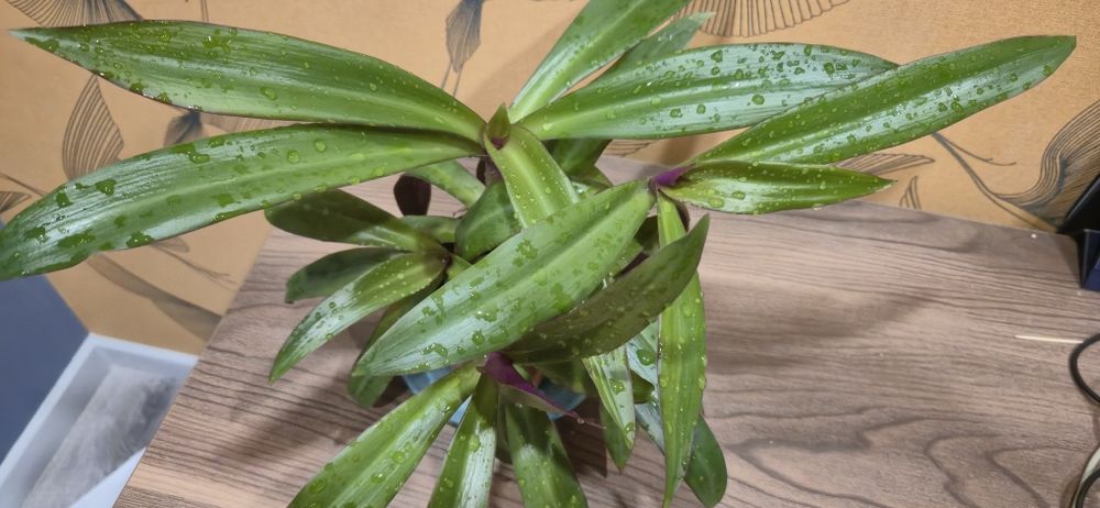 Рео. Пышный куст