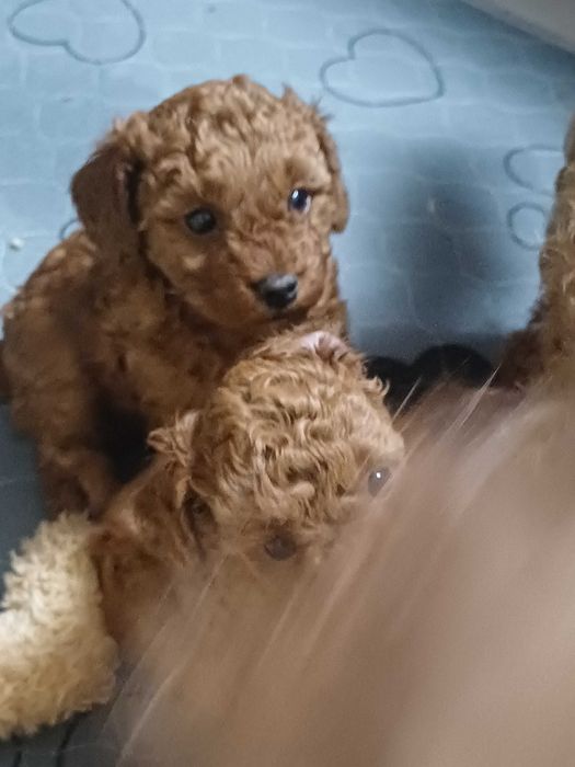 Пудел Мини кученца