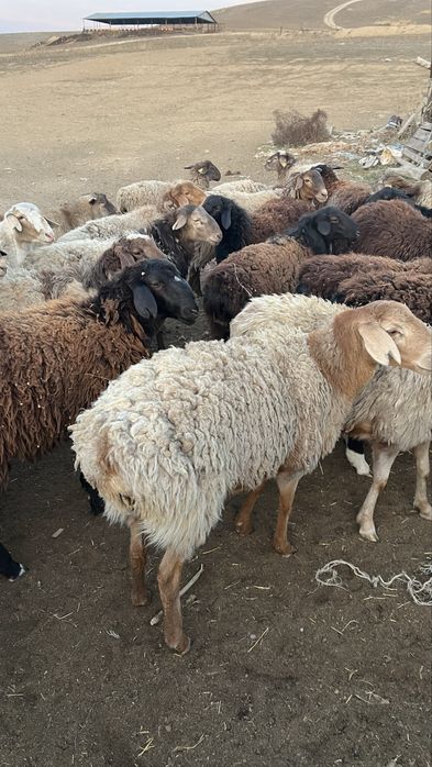 Баранов на откорме