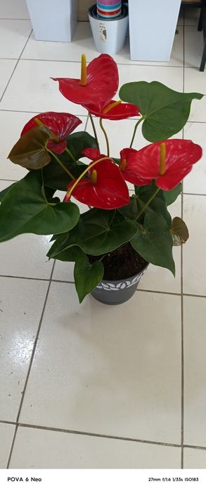 Комнатные  цветы