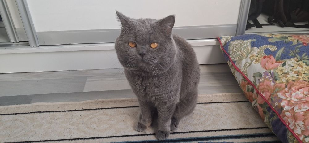 Продам кота британский