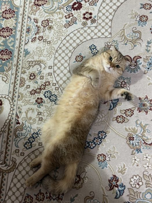 Вязка нашему Симону