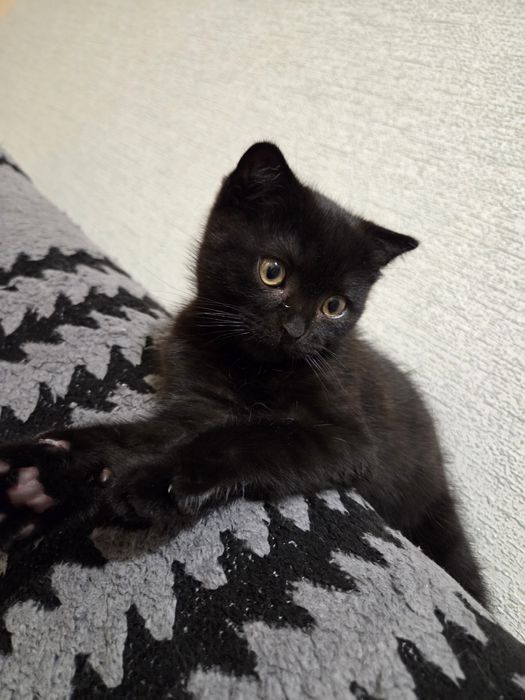 Продам породистого котёнка.