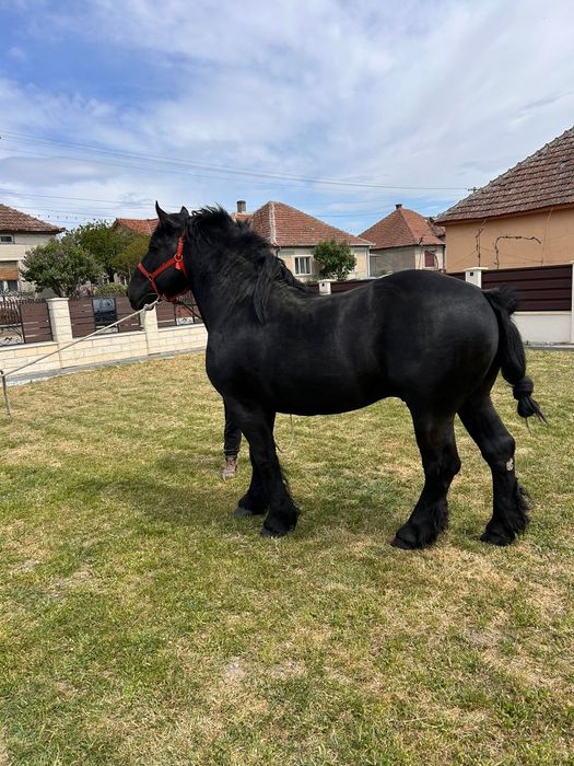 Manz armasar  negru(3 bucati)