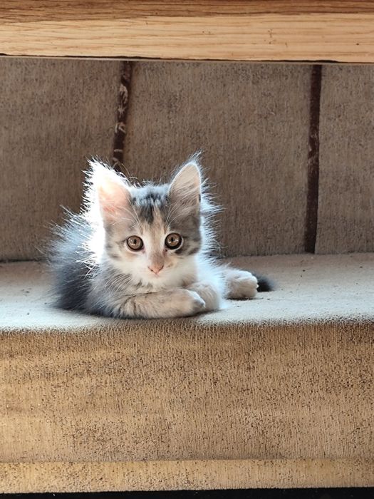 Малки сладки котенца