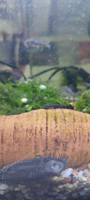 Анцитрус сом аквариумная рыбка