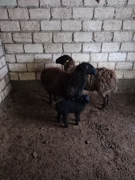 Козылы кой кысыр койда бар