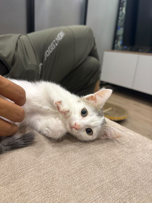 Брутальный котенок мальчик в добрые руки