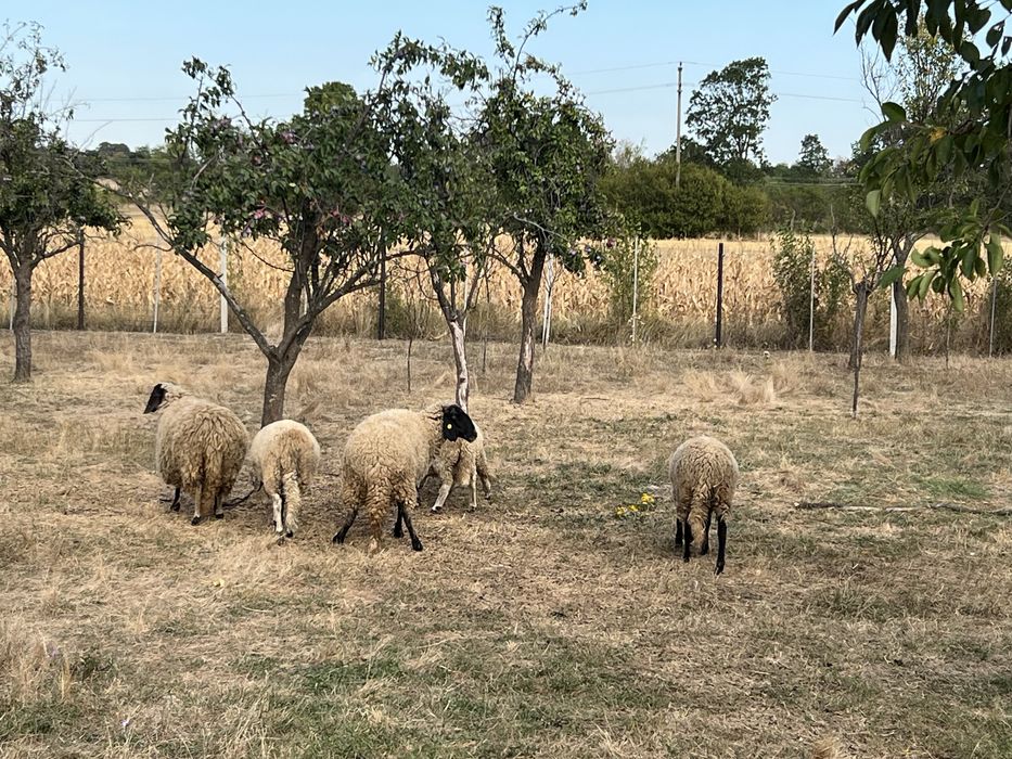 Oi si mielute carabase