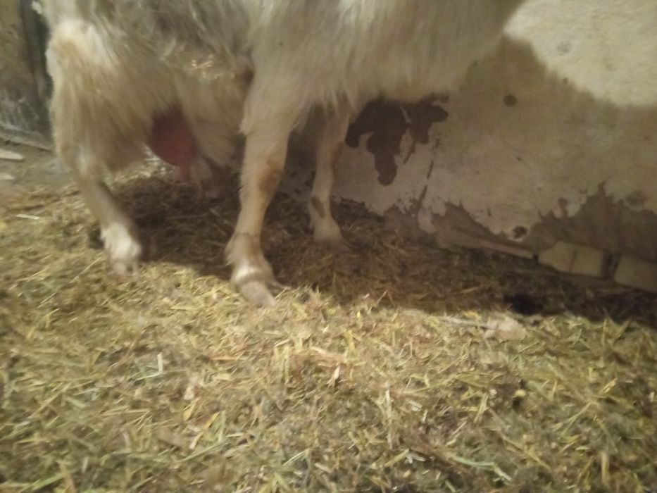 Каза зааненская  2 года