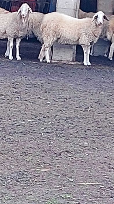 Заплодени, млади овце