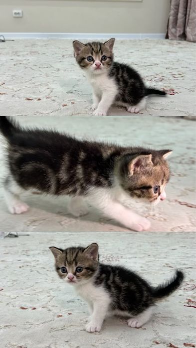 Шотландские котяты