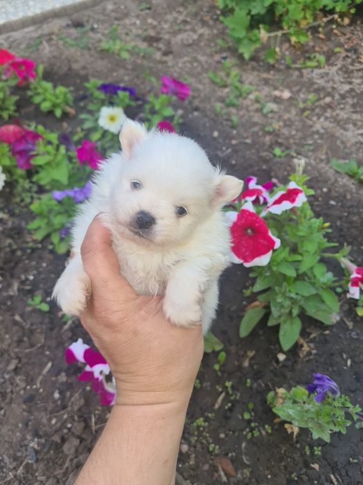 Продам щенков шпица.