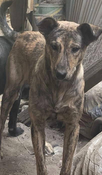 Отдам кобеля поместной дворняги