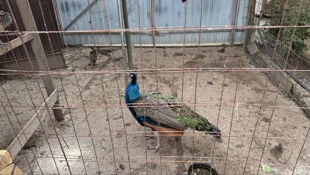 Vand paun sau pauni tineri pereche sau separat