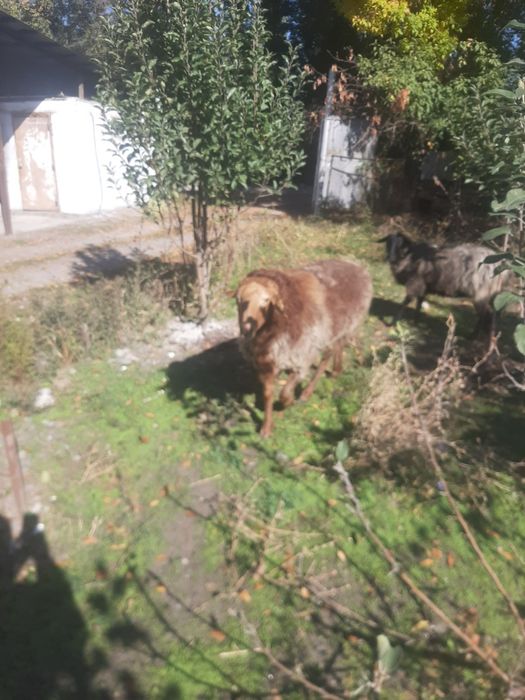 Қошқар сатылады . Продам кушкар