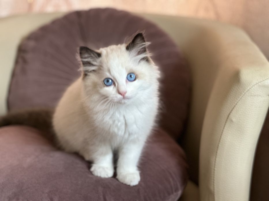 Регдол/// RAGDOLL /// момиче