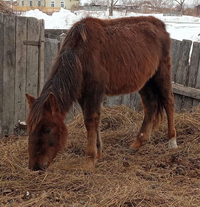 Продам лошадей разный возраст