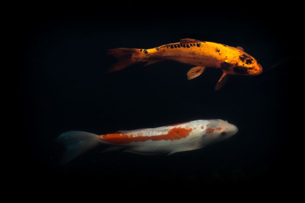 Canon EOS R10 18-45mm