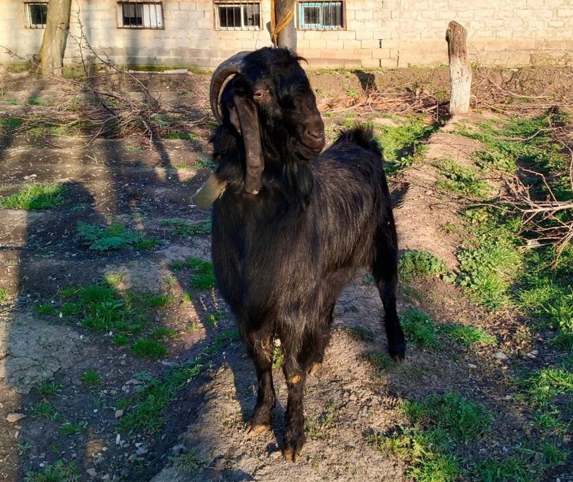 Индийский козёл БИТАЛ