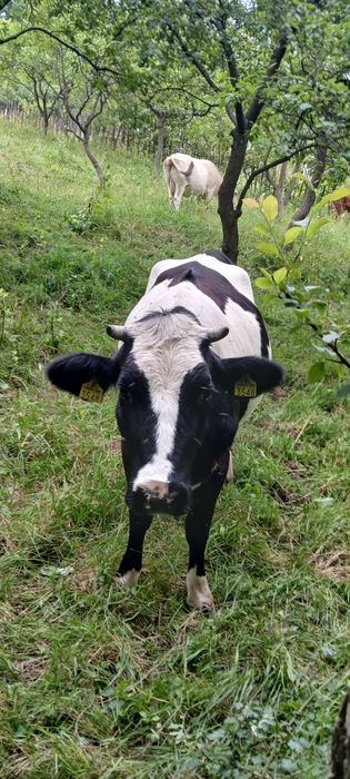 Juninca holstein