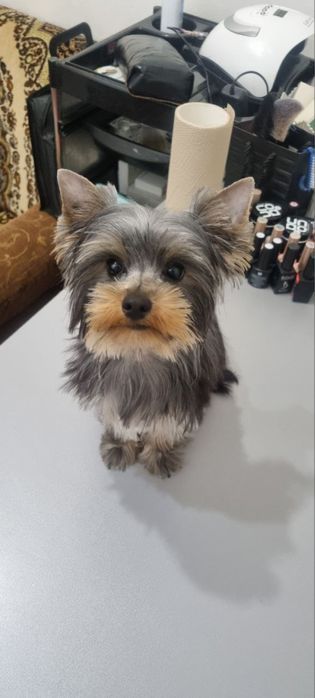 Йоркширский терьер