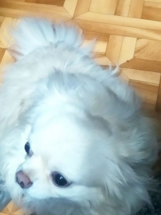 Продаеться чихуахуа