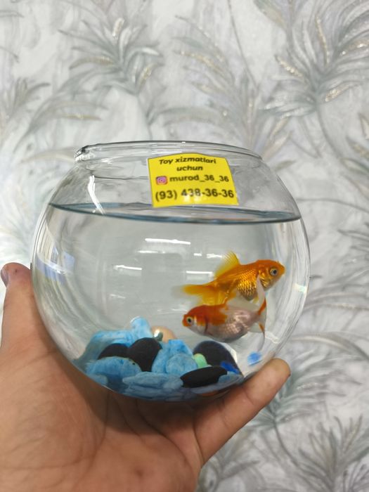 Akvariyum baliki bilan birga 70 ming sum