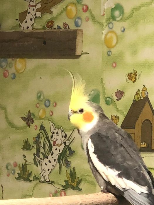 Попугаи нимфа корелла