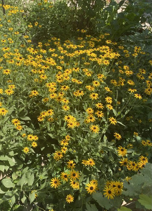 Рудбекия многолетняя