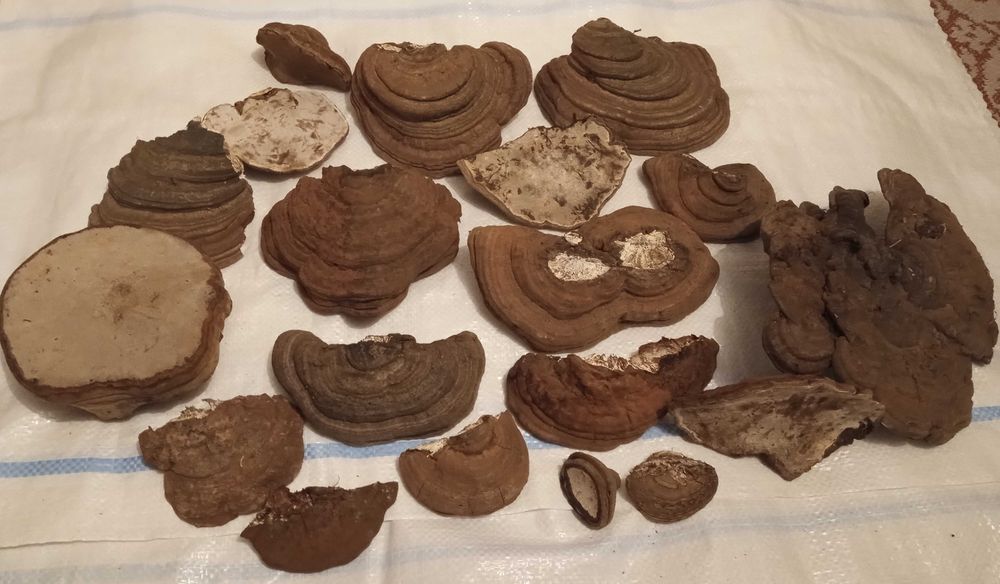 Reishi applanatum/Reishi carnosum elixirul tineretii