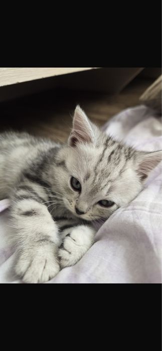 Продаётся Шотладская кошечка