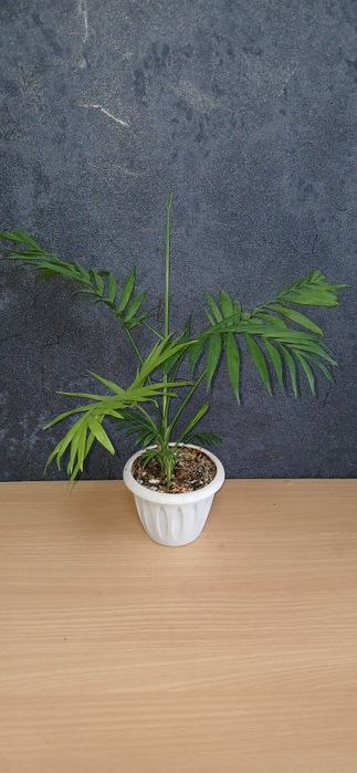 Комнатные растения от 2500