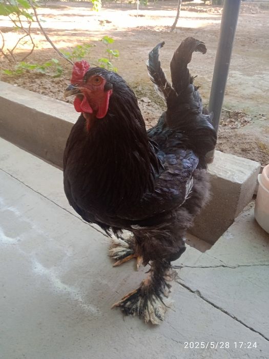 Mushakli gey bolalarning birinchi jinsiy aloqasi