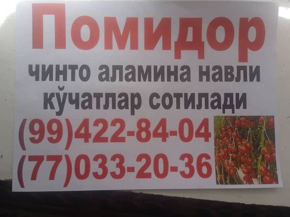 Pomidor ko'chati. (nihol)